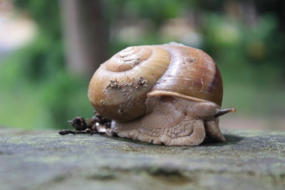 Escargot like these may have been why the French colonized this country.