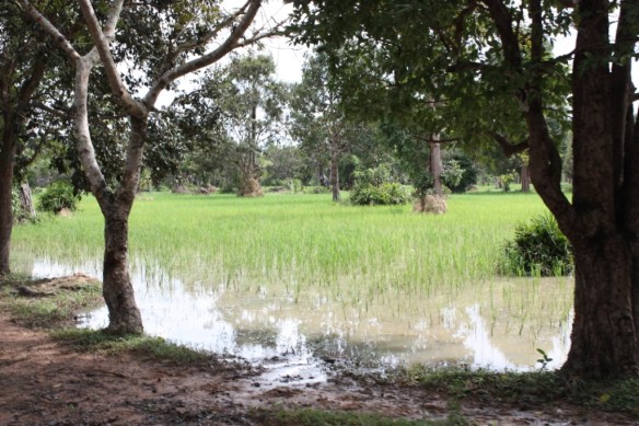Rice paddies near the East Baray