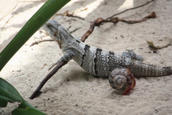 "The beach is that way," says crab to lizard.