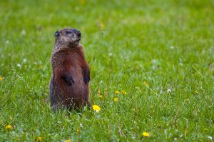 Attribution: Marumari (through Wikipedia)ALL HAIL, GREAT GROUNDHOG
