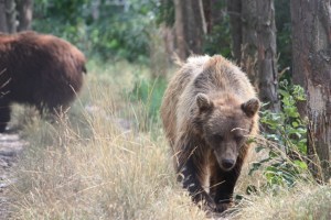 Taken at a "bear park" in Veresegyház, Hungary 