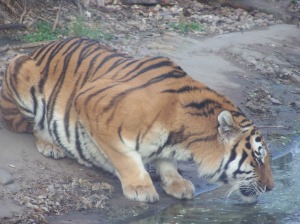 Taken at Budapest Zoo