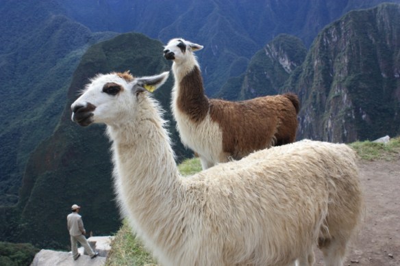 One lama, two lama, brown lama, white lama