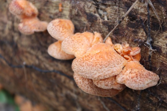 Orange Mock Oyster Mushroom