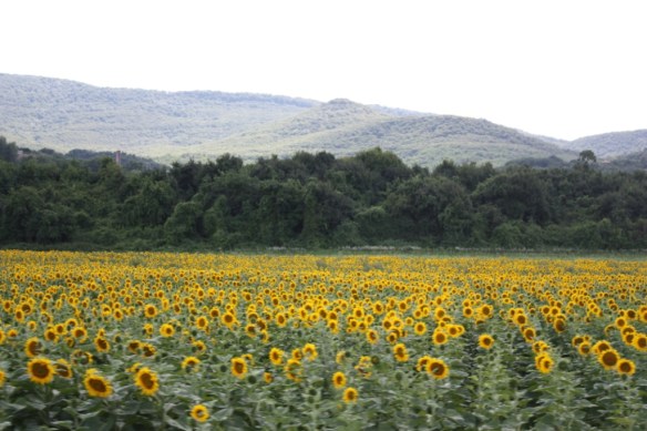 Taken between Szentendre and Visegrad