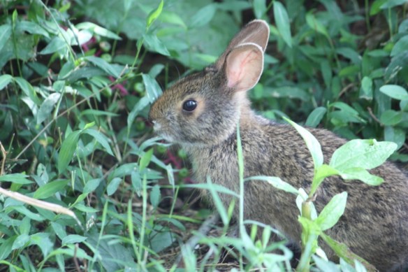 Maybe not "The Easter Bunny", but an Easter bunny