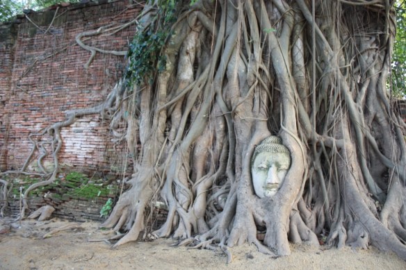 Strangler fig chokes the Buddha
