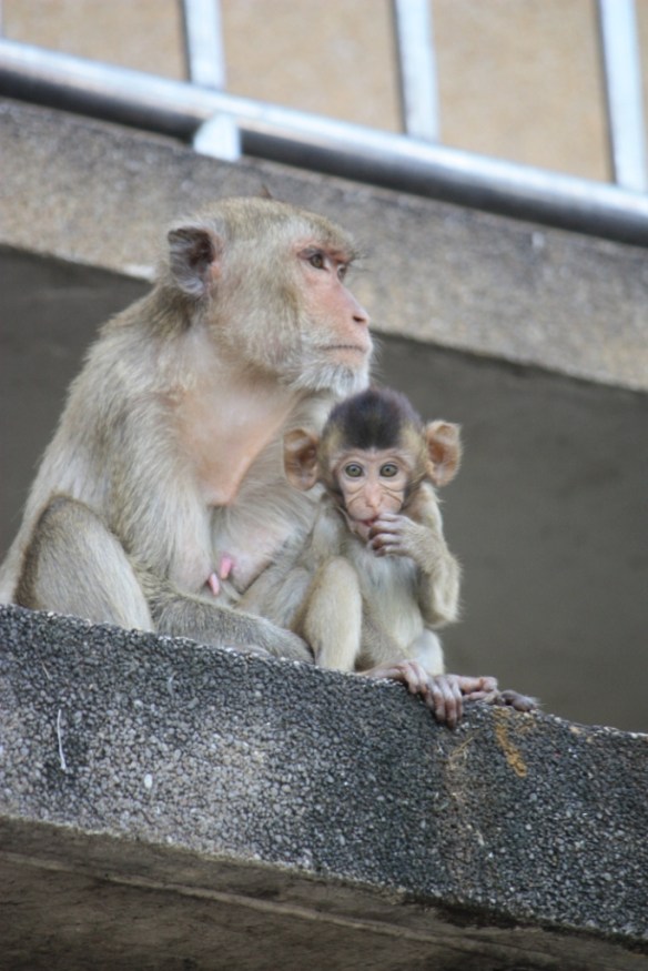 Taken in October of 2012 in Lopburi, Thailand
