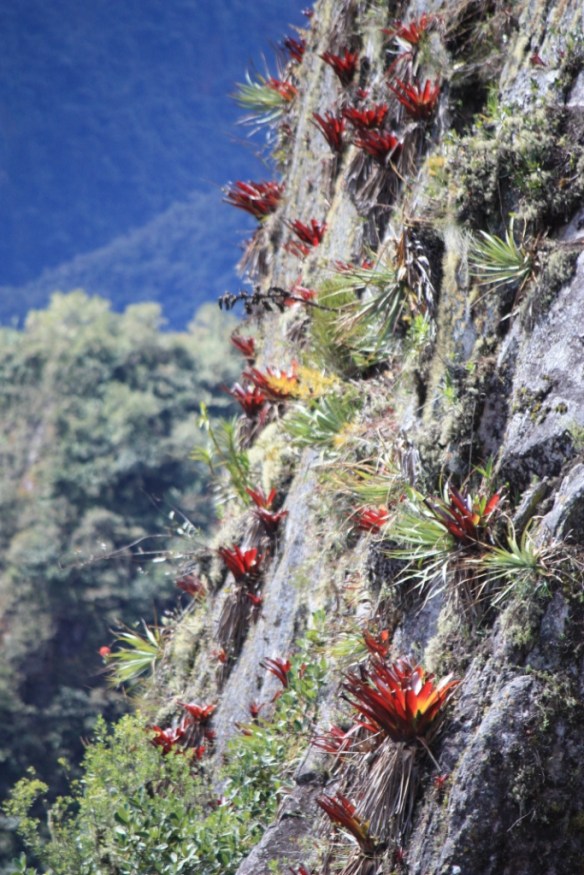 Taken in 2011 near Machu Picchu
