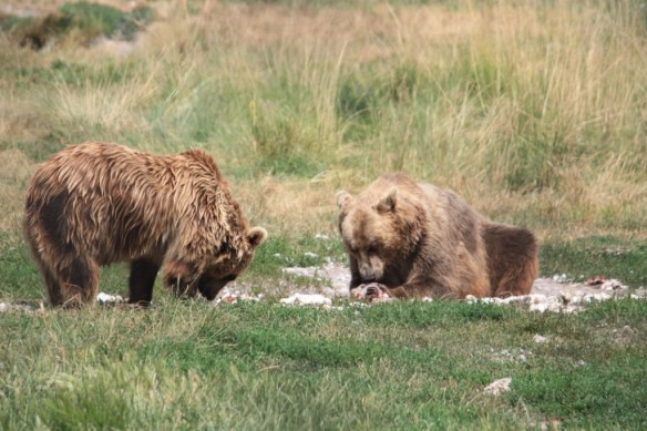 Taken in the Summer of 2011 in Veresegyház, Hungary