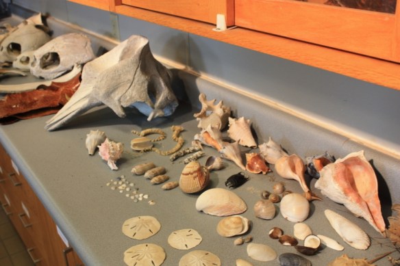 Taken in the summer of 2012 at Sapelo Island