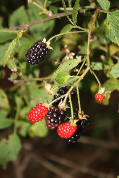 Taken July 6, 2013 on the Arabia Mountain Trail