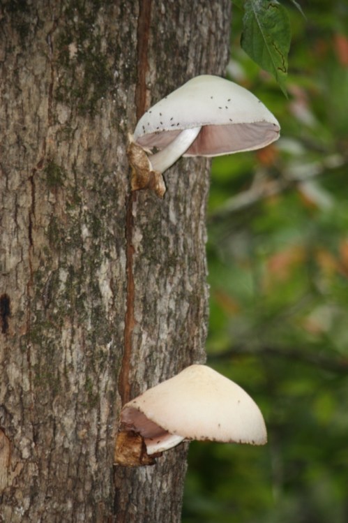 Taken in the summer of 2012 in Yellow River Park