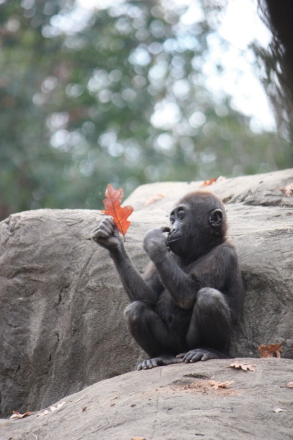 Taken in the Summer of 2012 at Zoo Atlanta