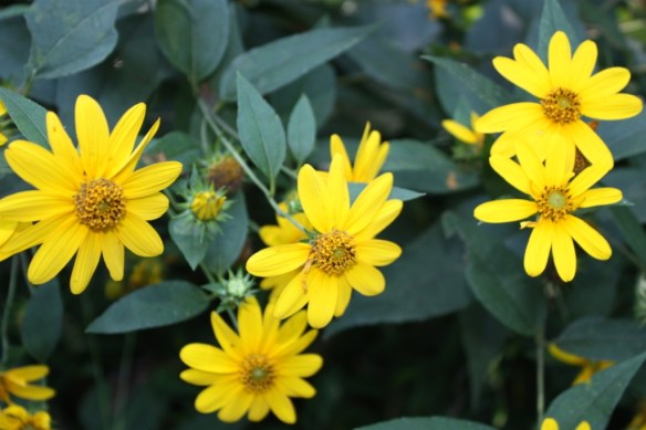 Taken August 25, 2013 in Big Tree Preserve in Sandy Springs
