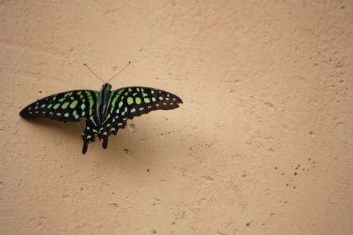 Taken in the fall of 2012 in Phnom Penh