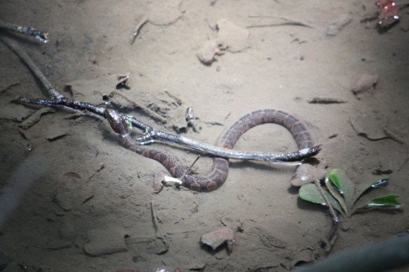 Taken July 2012 at the Reynolds Nature Preserve