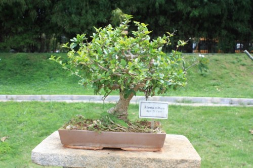 Lal Bagh Botanical Gardens displays a large collection of Bonsai.