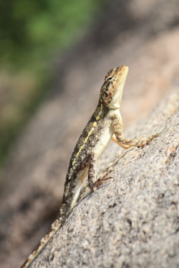 Taken November 2, 2013 at Hampi. 