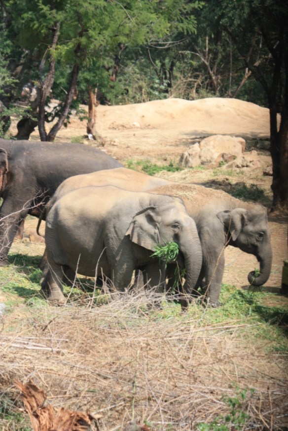 Taken November 10, 2013 at Bannerghatta