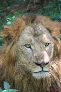 Taken Nov 10, 2013 at Bannerghatta National Park