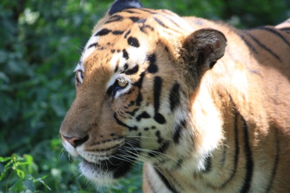 Taken November 10, 2013 at Bannerghatta.