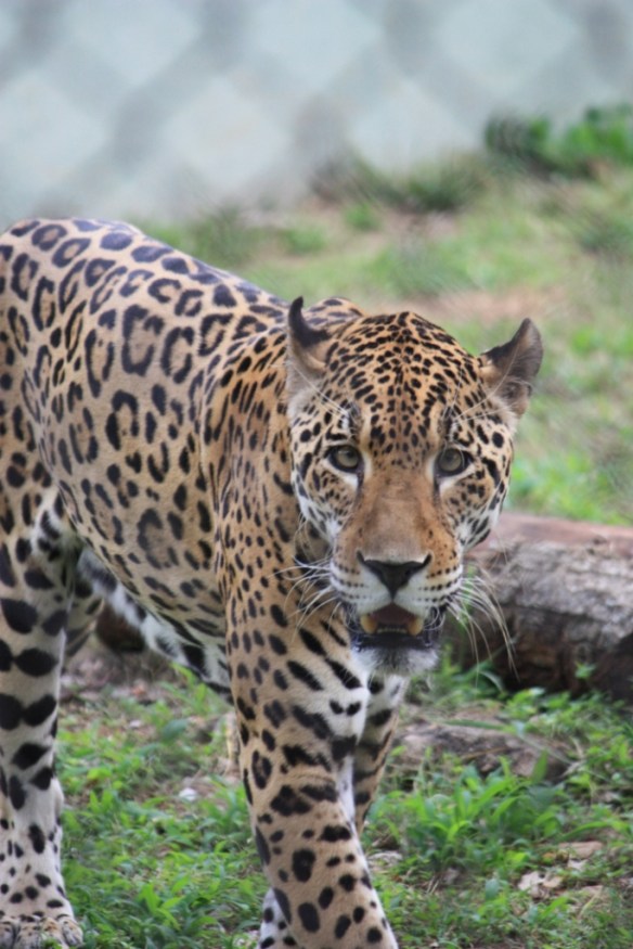 Taken at the Mysore Zoo on November 29, 2013.