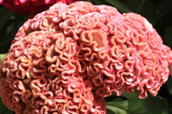 Taken January 26, 2014 at  Lal Bagh Gardens.