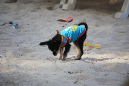 Taken in January of 2014 at Patong.