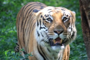 "What happened to the good ole days when I ate you people--not lived in your cages?"