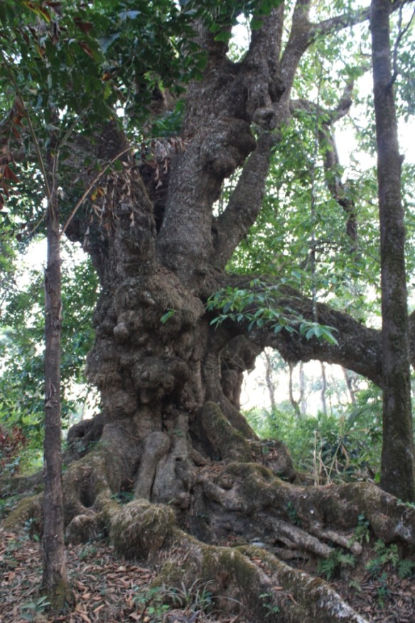 Taken on March 30, 2014 near Madikeri.