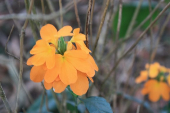 Taken in March of 2014 in Coorg.