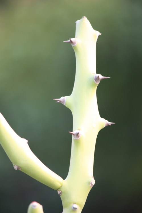 Taken November 2013 in Hampi.