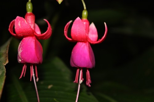 Taken on July 6, 2014 in Munnar. 