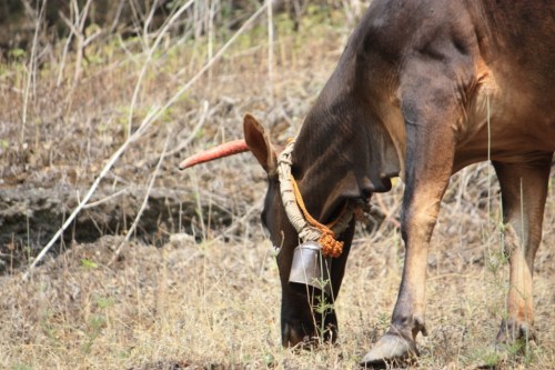 Taken near Aurangabad Caves on November 18, 2014