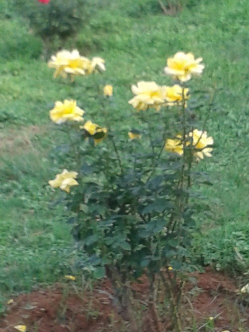 Taken in Cubbon Park on December 13, 2014. 