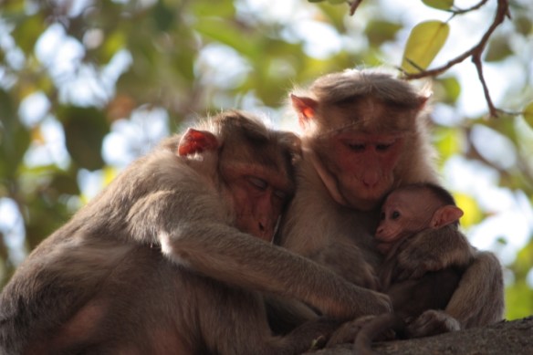 Taken on March 28, 2015 at Dodda Alada Mara (Big  Banyan Bangalore)