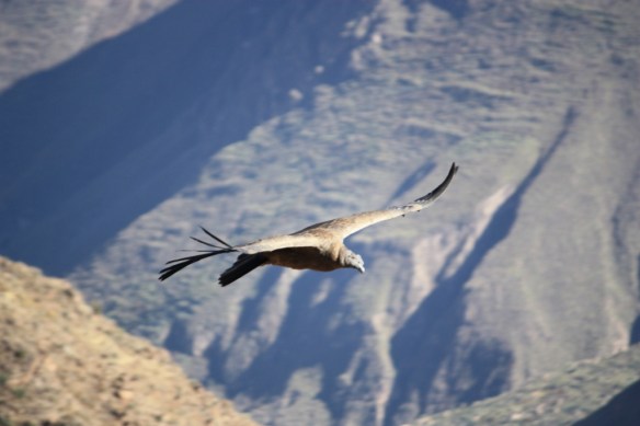 Taken in July of 2010 at Colca Canyon, Peru