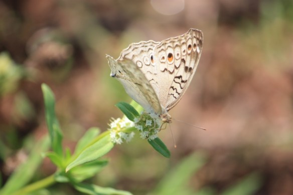 Taken on April 26, 2015 at Patttaduru