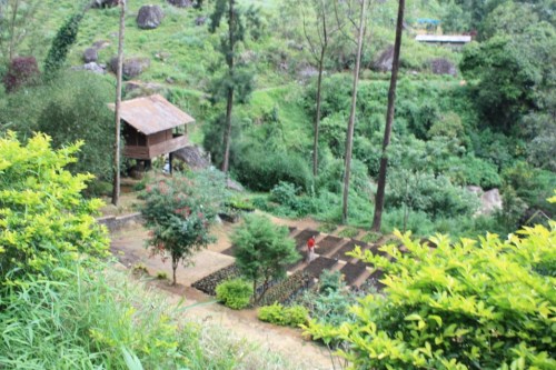 Taken on May 25, 2015 near Ramboda Falls, Sri Lanka
