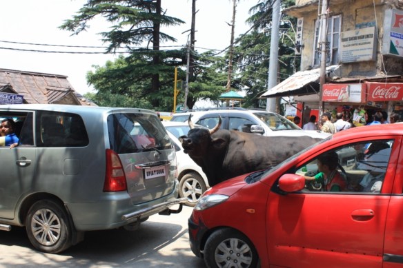 Taken June 22, 2015 in McLeodganj