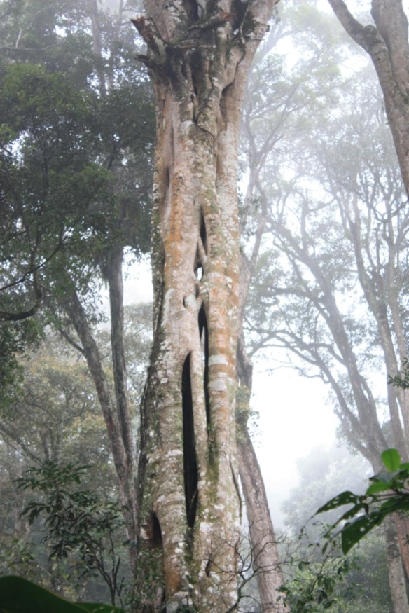 Taken in July of 2014 in Munnar