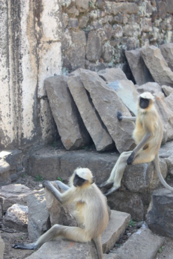 Taken in November of 2014 at Daulatabad Fort