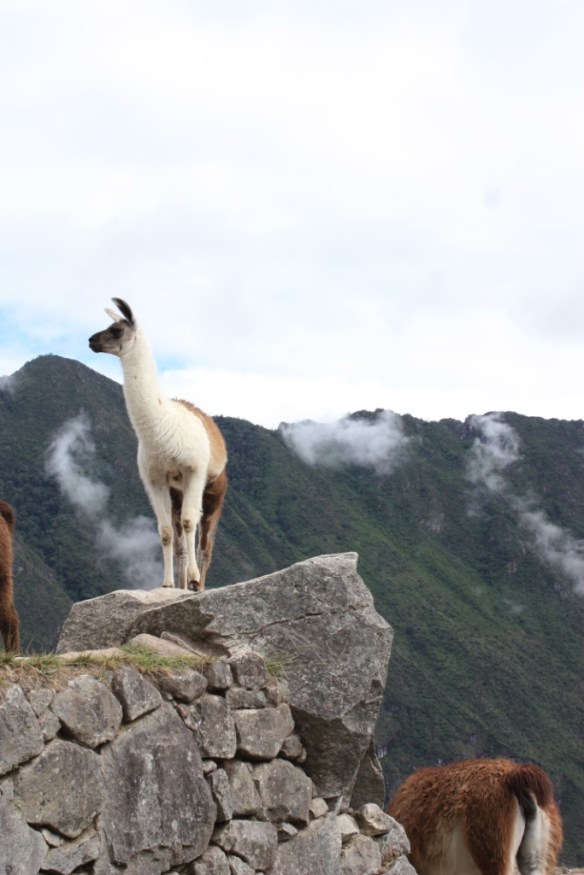 Taken in the summer of 2011 at Machu Picchu