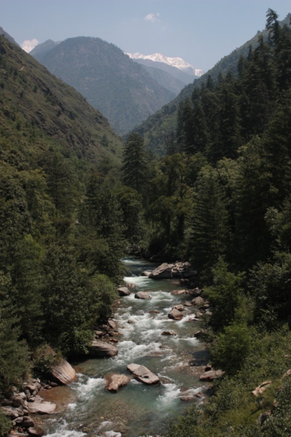 Taken in June of 2015 in the Great Himalayan National Park 