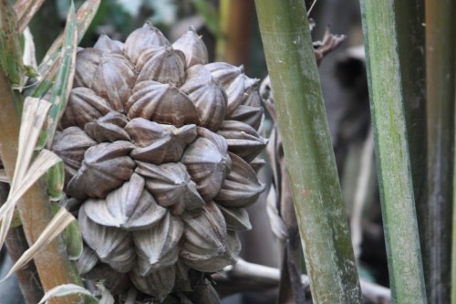 Taken in December of 2015 in the Mekong Delta