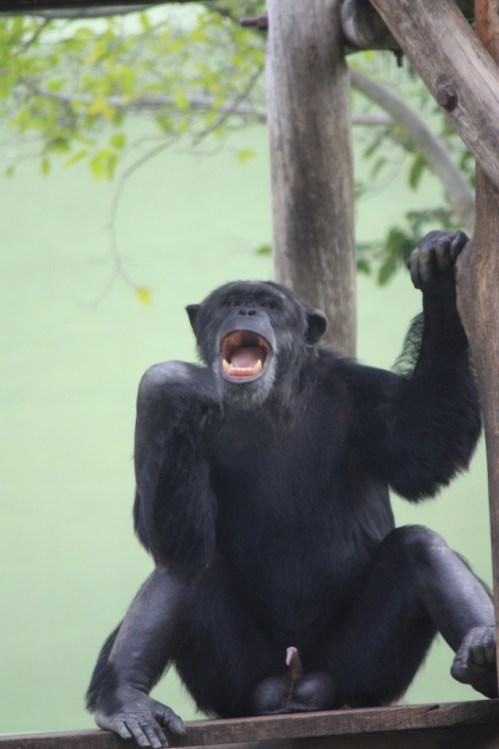 Taken in November of 2013 at the Mysore Zoo