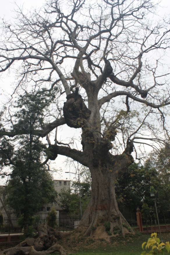 This is the tree in question.