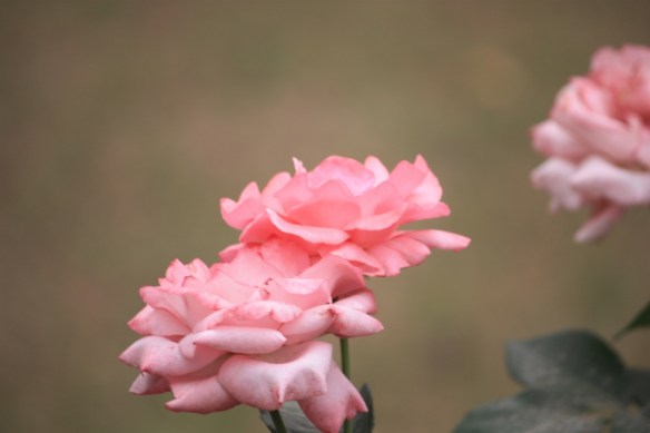 This is the tree in question.