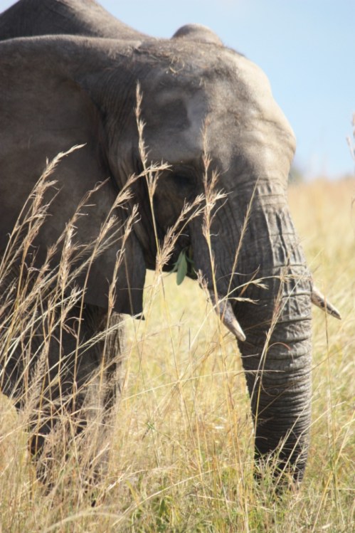 Taken on May 25, 2016 at Chaminuka Game Reserve near Lusaka